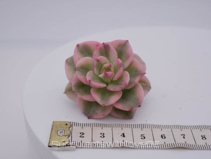 Echeveria Set #2 - 5 sehr schöne Sukkulente aus Korea - Pflanze - Nur solange der Vorrat reicht!