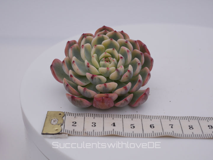 Echeveria Set #2 - 5 sehr schöne Sukkulente aus Korea - Pflanze - Nur solange der Vorrat reicht!