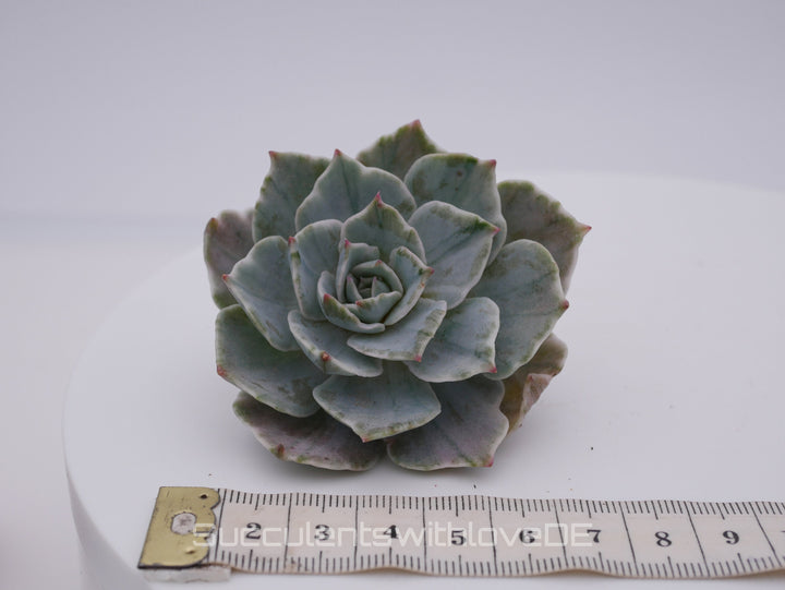 Echeveria Set #2 - 5 sehr schöne Sukkulente aus Korea - Pflanze - Nur solange der Vorrat reicht!