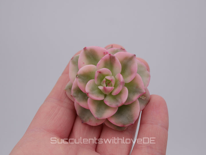 Echeveria Set #2 - 5 sehr schöne Sukkulente aus Korea - Pflanze - Nur solange der Vorrat reicht!