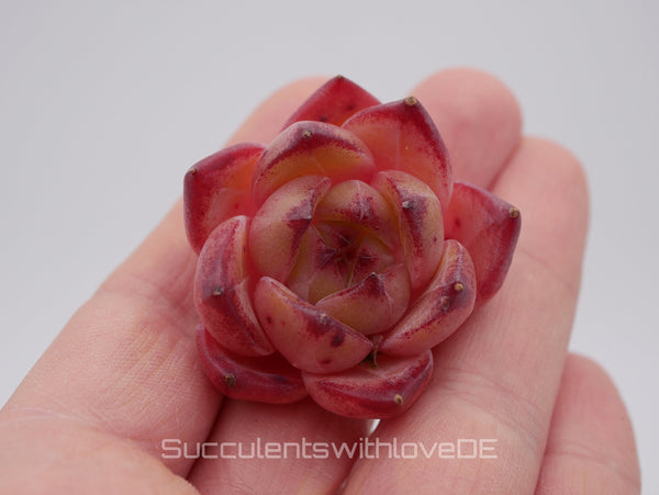 Echeveria 'Piku' - schöne und seltene Sukkulente - Sukkulente - Pflanze * Korea Import *