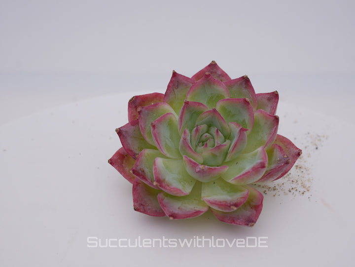 Echeveria 'Silhouette' - schöne und seltene Sukkulente - Sukkulente - Pflanze * Korea Import *