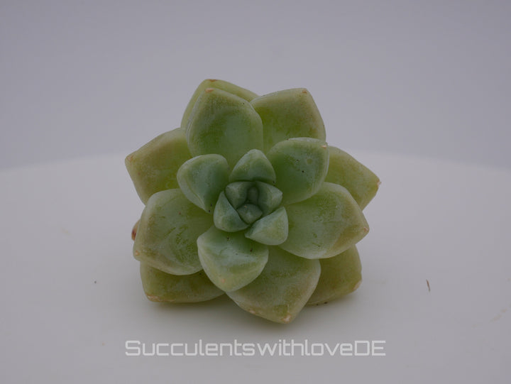 Echeveria elegans 'Albicans' - schöne und seltene Sukkulente - Sukkulente - Pflanze