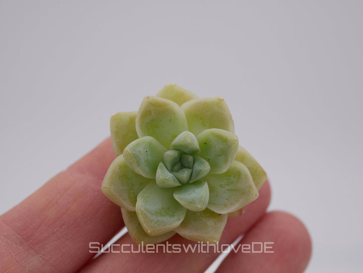 Echeveria elegans 'Albicans' - schöne und seltene Sukkulente - Sukkulente - Pflanze