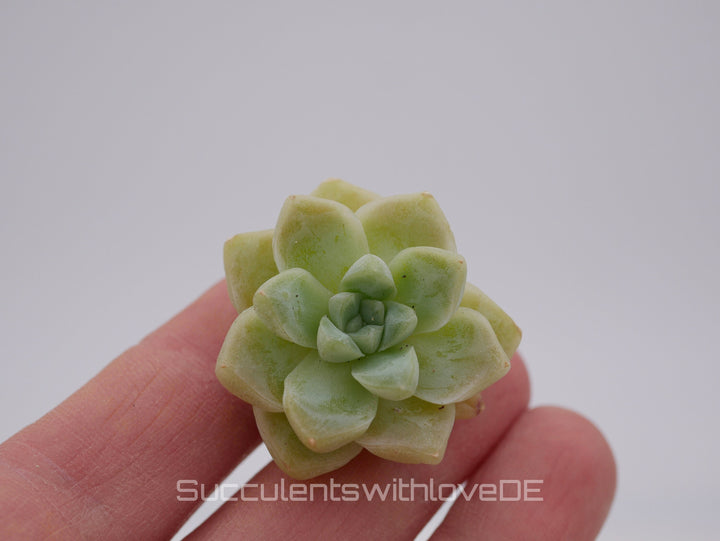 Echeveria elegans 'Albicans' - schöne und seltene Sukkulente - Sukkulente - Pflanze