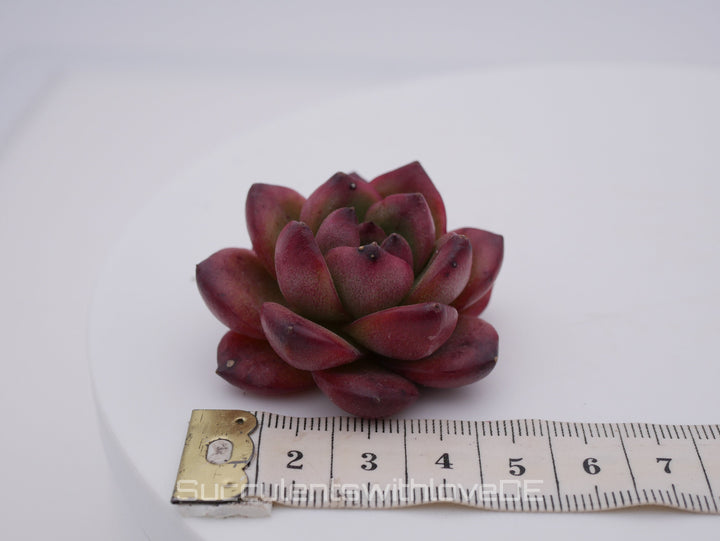 Echeveria 'TM' - schöne und seltene Sukkulente - Sukkulente - Pflanze * Korea Import *