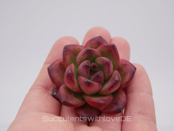 Echeveria 'TM' - schöne und seltene Sukkulente - Sukkulente - Pflanze * Korea Import *