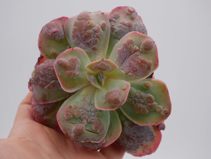 Echeveria 'Garden Bungalow' - schöne und seltene Sukkulente - Sukkulente - Pflanze * Korea Import *