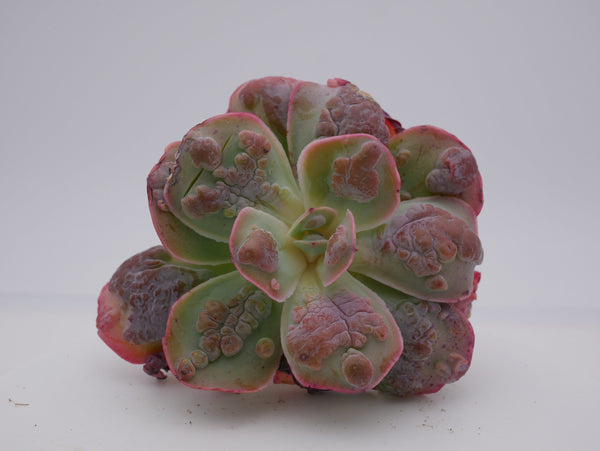 Echeveria 'Garden Bungalow' - schöne und seltene Sukkulente - Sukkulente - Pflanze * Korea Import *