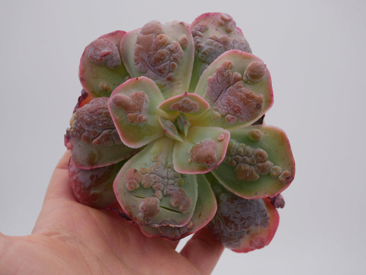 Echeveria 'Garden Bungalow' - schöne und seltene Sukkulente - Sukkulente - Pflanze * Korea Import *