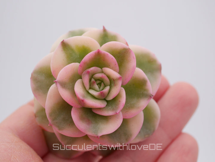 Echeveria Rolly variegated - schöne und sehr seltene Sukkulente - Sukkulente - Pflanze * Korea Import *