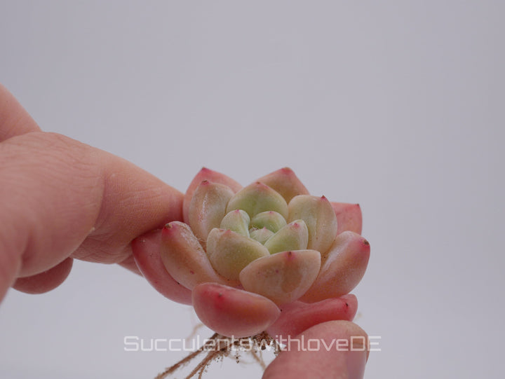 Echeveria HuanMeng - schöne und sehr seltene Sukkulente - pinke Sukkulente - Pflanze * Korea Import *