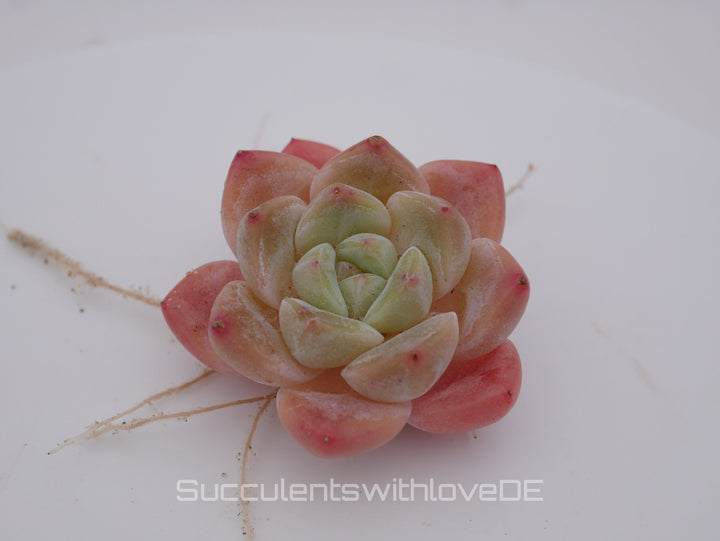 Echeveria HuanMeng - schöne und sehr seltene Sukkulente - pinke Sukkulente - Pflanze * Korea Import *