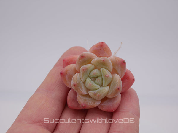 Echeveria HuanMeng - schöne und sehr seltene Sukkulente - pinke Sukkulente - Pflanze * Korea Import *