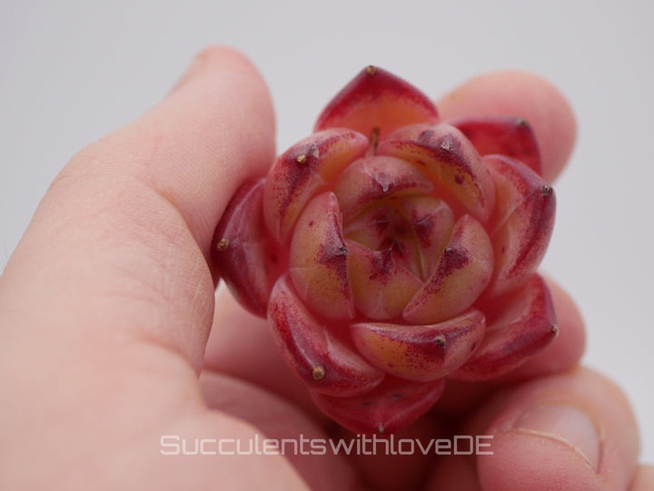 Echeveria 'Piku' - schöne und seltene Sukkulente - Sukkulente - Pflanze * Korea Import *