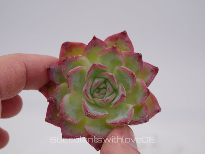 Echeveria 'Silhouette' - schöne und seltene Sukkulente - Sukkulente - Pflanze * Korea Import *