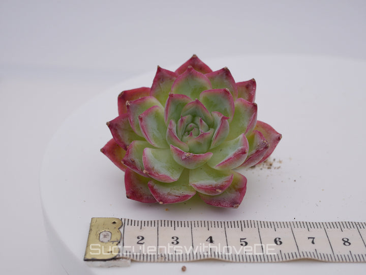 Echeveria 'Silhouette' - schöne und seltene Sukkulente - Sukkulente - Pflanze * Korea Import *