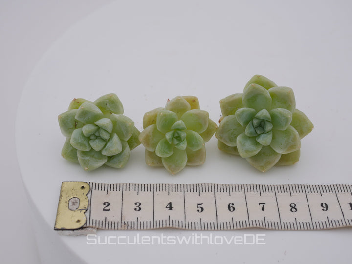 Echeveria elegans 'Albicans' - schöne und seltene Sukkulente - Sukkulente - Pflanze