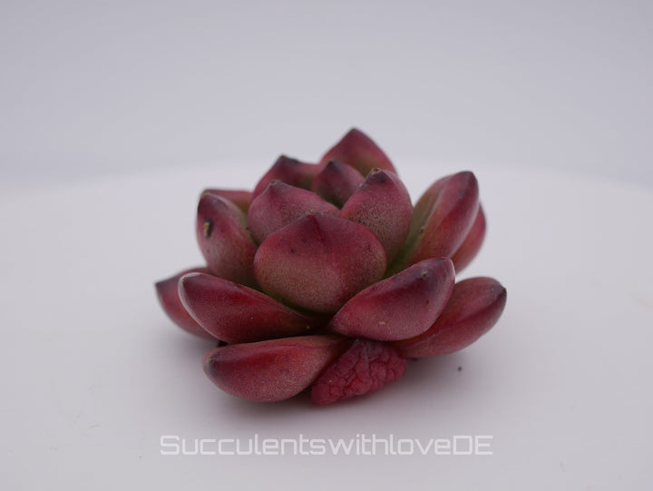 Echeveria 'TM' - schöne und seltene Sukkulente - Sukkulente - Pflanze * Korea Import *