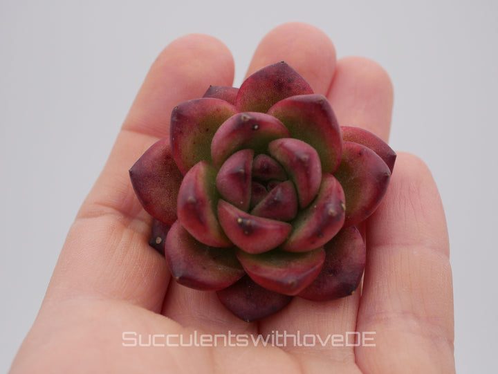 Echeveria 'TM' - schöne und seltene Sukkulente - Sukkulente - Pflanze * Korea Import *