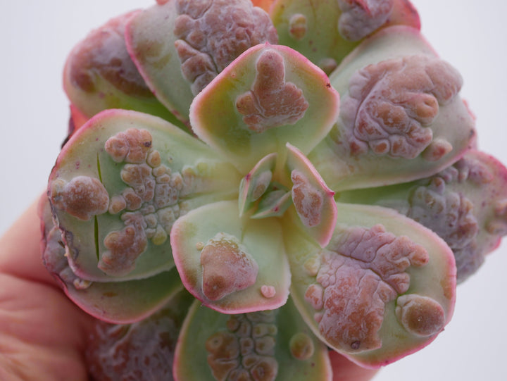 Echeveria 'Garden Bungalow' - schöne und seltene Sukkulente - Sukkulente - Pflanze * Korea Import *