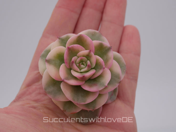 Echeveria Rolly variegated - schöne und sehr seltene Sukkulente - Sukkulente - Pflanze * Korea Import *