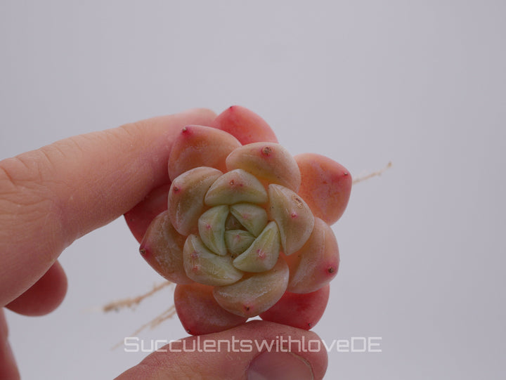 Echeveria HuanMeng - schöne und sehr seltene Sukkulente - pinke Sukkulente - Pflanze * Korea Import *