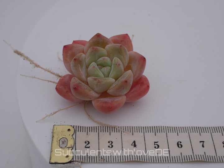 Echeveria HuanMeng - schöne und sehr seltene Sukkulente - pinke Sukkulente - Pflanze * Korea Import *