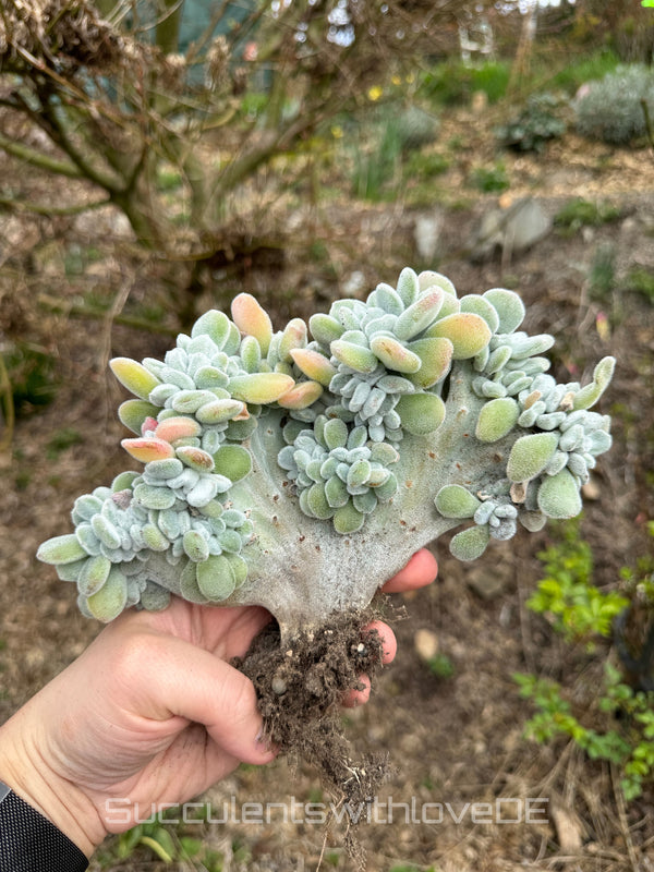 Echeveria pulvinata "Frosty" f. chistata - seltene Sukkulente - Pflanze oder Vermehrungsblätter