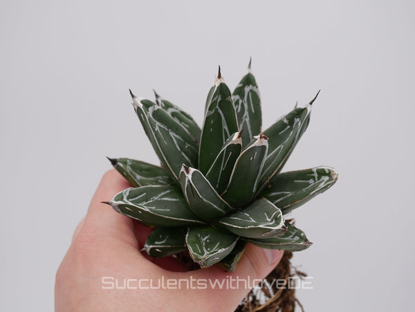 Agave victoria reginae - schöne und seltene Sukkulente - Sukkulente - Pflanze