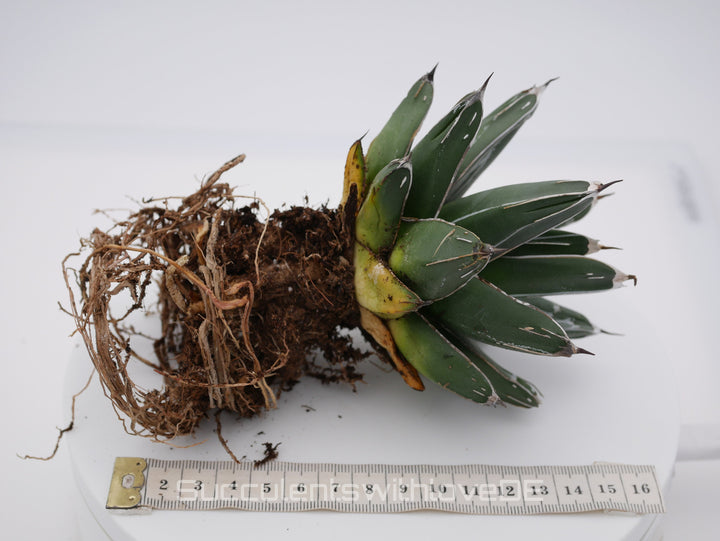 Agave victoria reginae - schöne und seltene Sukkulente - Sukkulente - Pflanze