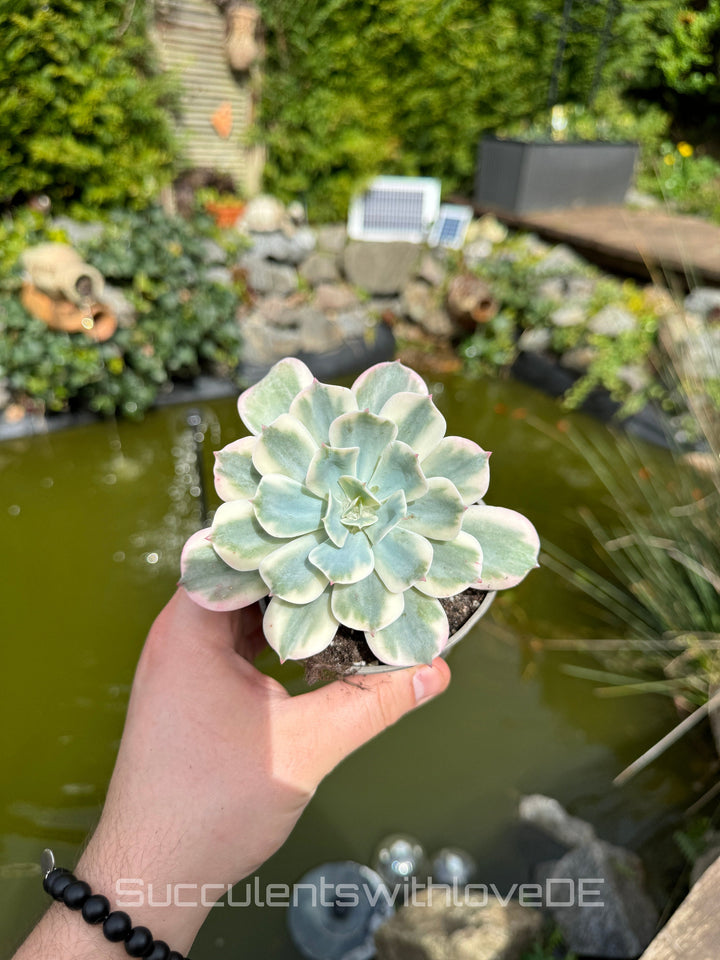 Echeveria Imbricata Variegated - schöne und sehr seltene Sukkulente - Pflanze * Korea Import *