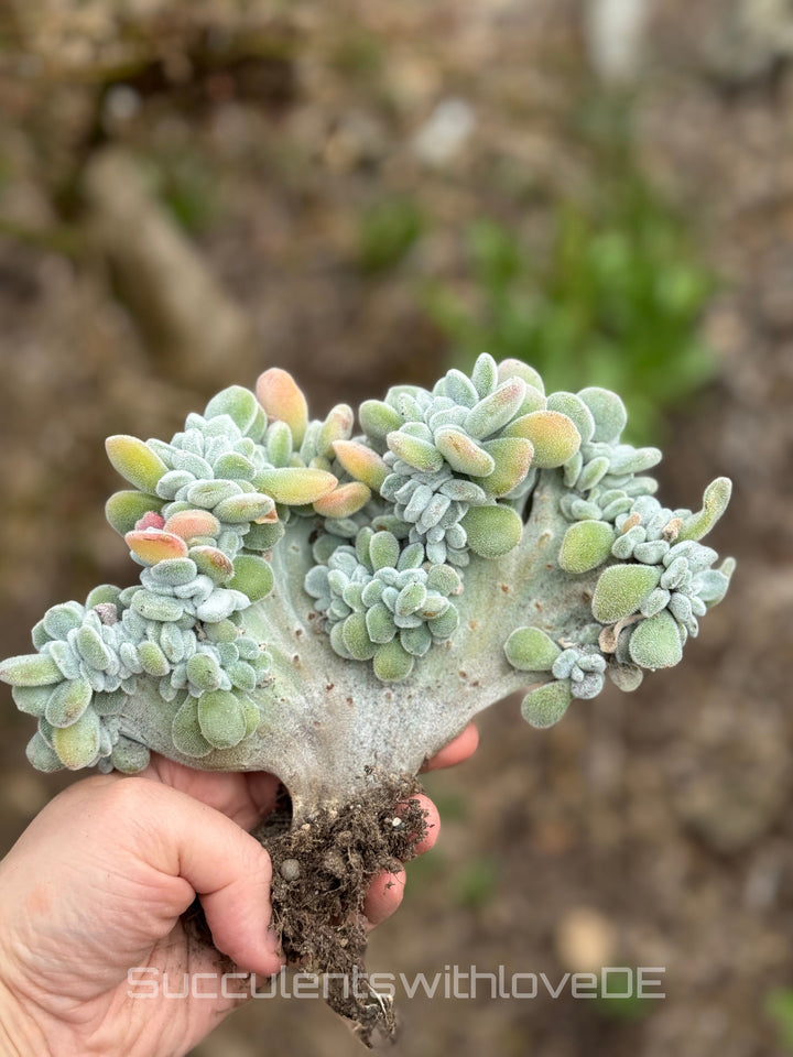 Echeveria pulvinata "Frosty" f. cristata - seltene Sukkulente - Pflanze oder Vermehrungsblätter