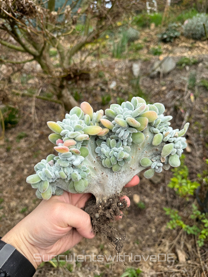 Echeveria pulvinata "Frosty" f. cristata - seltene Sukkulente - Pflanze oder Vermehrungsblätter