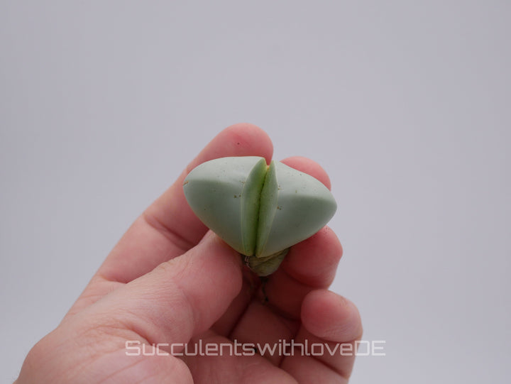 Dintheranthus 'Puberules' | Split Rock Living Stone Succulents