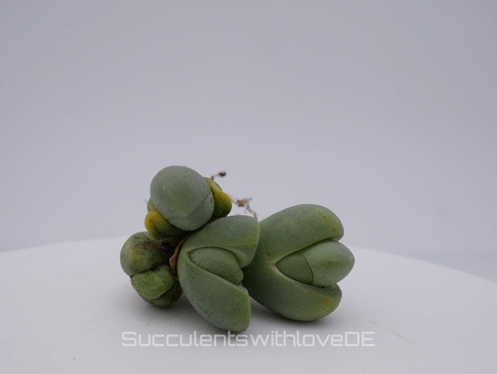 Vanheerdea Divergens | Split Rock Living Stone Succulents