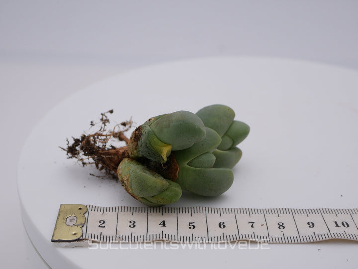 Vanheerdea Divergens | Split Rock Living Stone Succulents