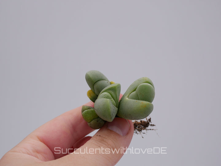 Vanheerdea Divergens | Split Rock Living Stone Succulents