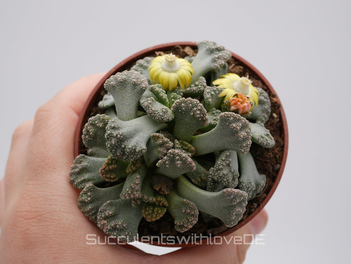 Titanopsis Calcarea | Split Rock Living Stone Succulents