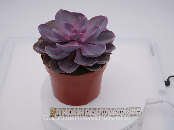 Echeveria 'Purple Pearl' - schöne Sukkulente - Vermehrungsblatt oder Pflanze