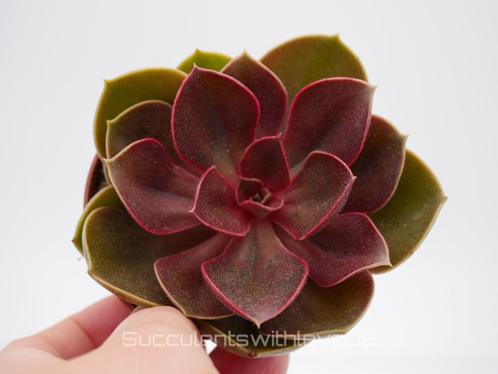 Echeveria 'Red Ruby' - seltene Sukkulente - Pflanze oder Vermehrungsblatt