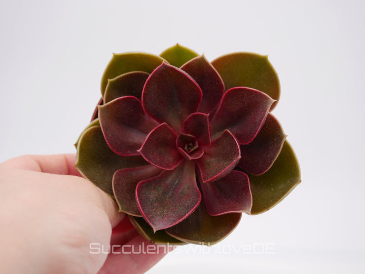 Echeveria 'Red Ruby' - seltene Sukkulente - Pflanze oder Vermehrungsblatt