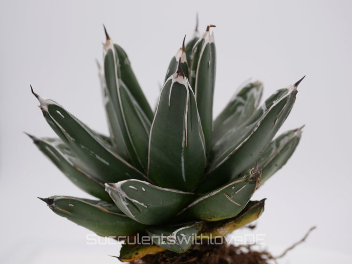 Agave victoria reginae - schöne und seltene Sukkulente - Sukkulente - Pflanze