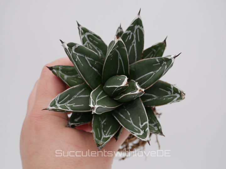 Agave victoria reginae - schöne und seltene Sukkulente - Sukkulente - Pflanze