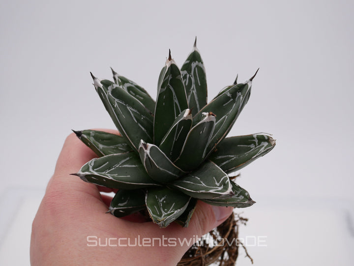 Agave victoria reginae - schöne und seltene Sukkulente - Sukkulente - Pflanze