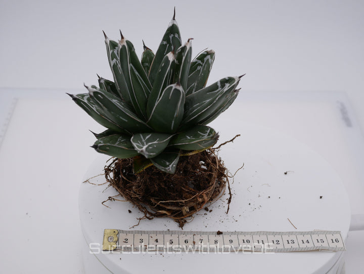 Agave victoria reginae - schöne und seltene Sukkulente - Sukkulente - Pflanze