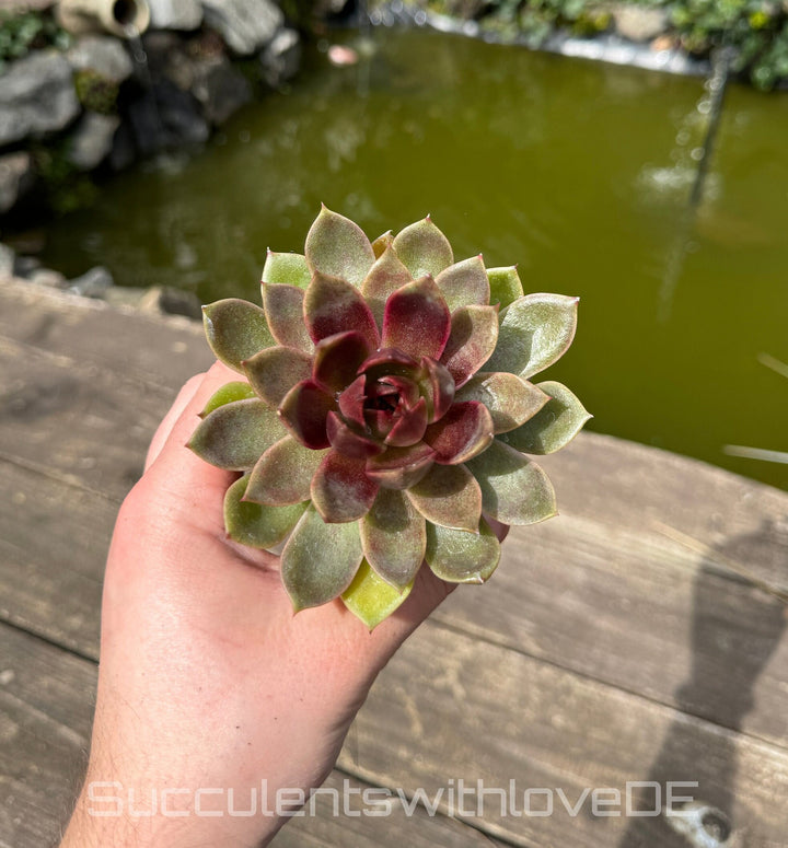 Echeveria ‘Chocolate Mousse' - schöne und seltene Sukkulente - Vermehrungsblatt oder Pflanze * Korea Import *