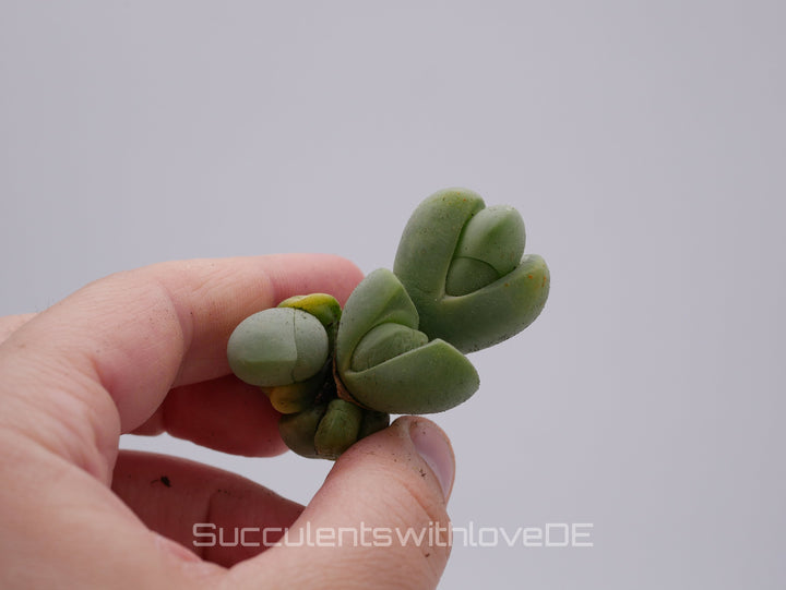 Vanheerdea Divergens | Split Rock Living Stone Succulents