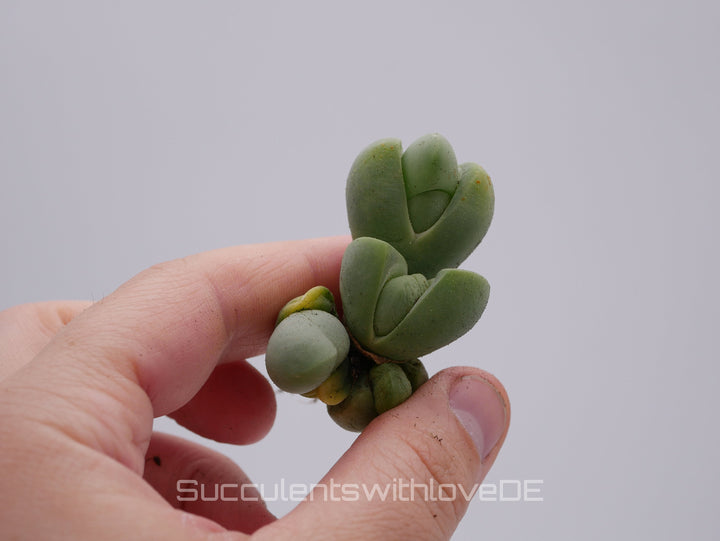 Vanheerdea Divergens | Split Rock Living Stone Succulents