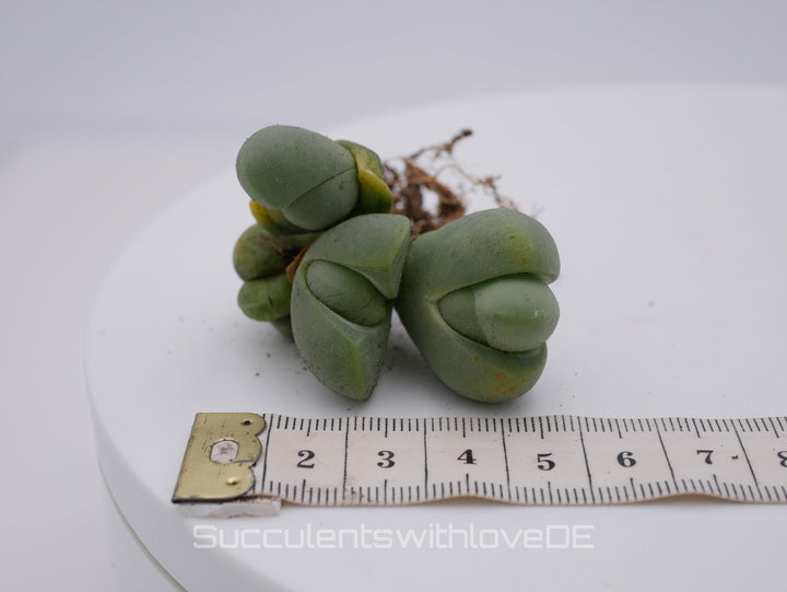 Vanheerdea Divergens | Split Rock Living Stone Succulents